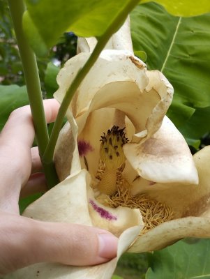 Magnolia macrophylla ssp. ashei - šácholan velkolistý 3